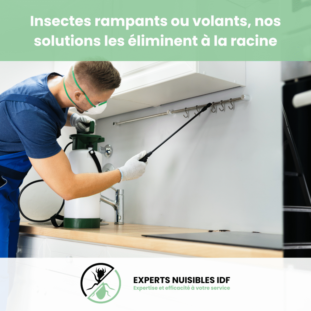 image désinsectisation