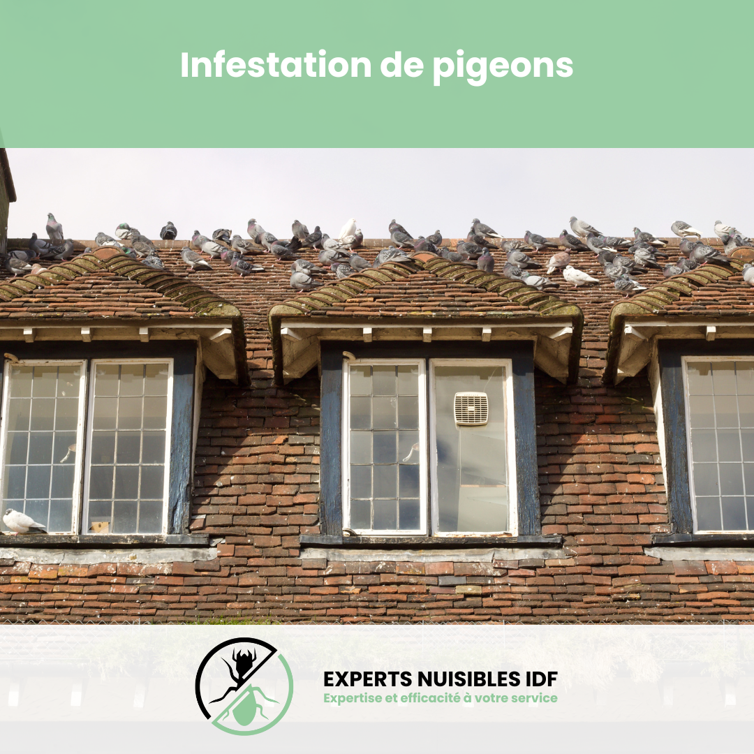 image infestation pigeons