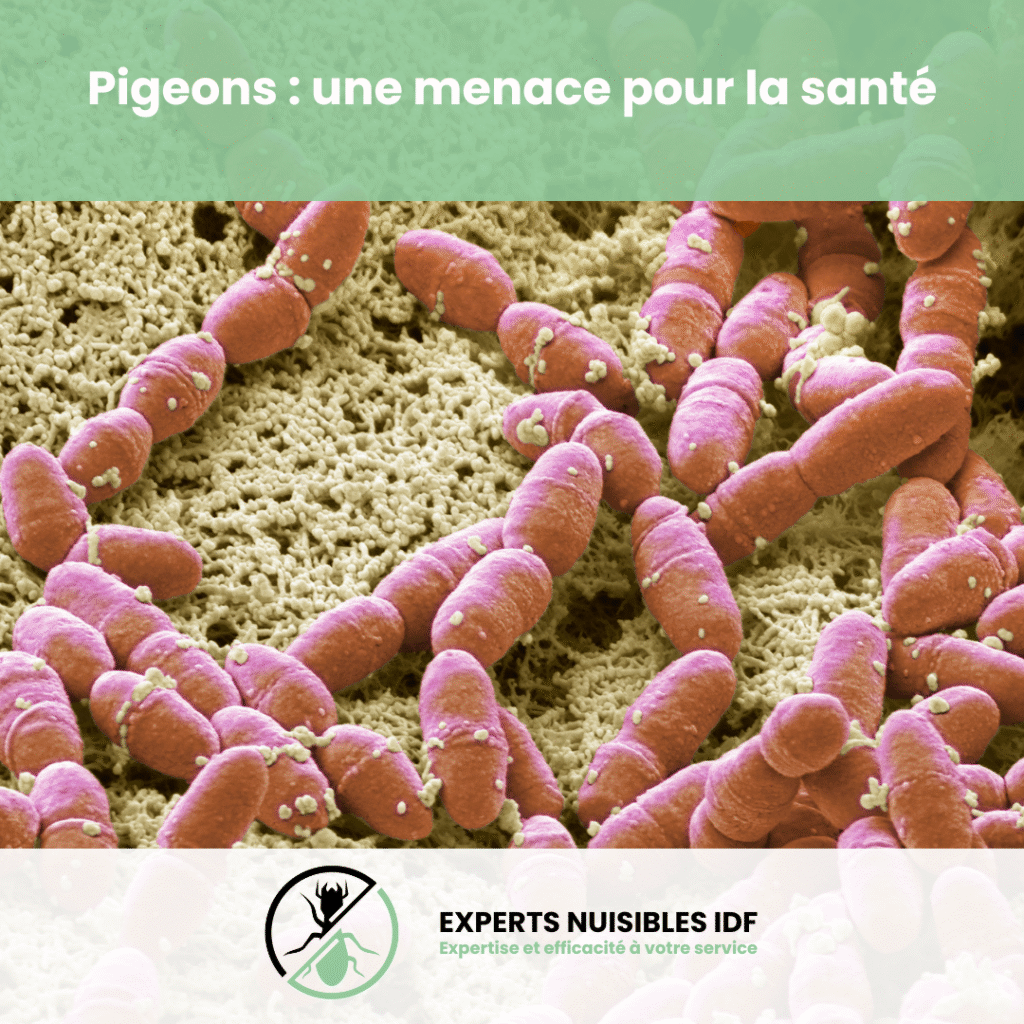 image pigeons maladies