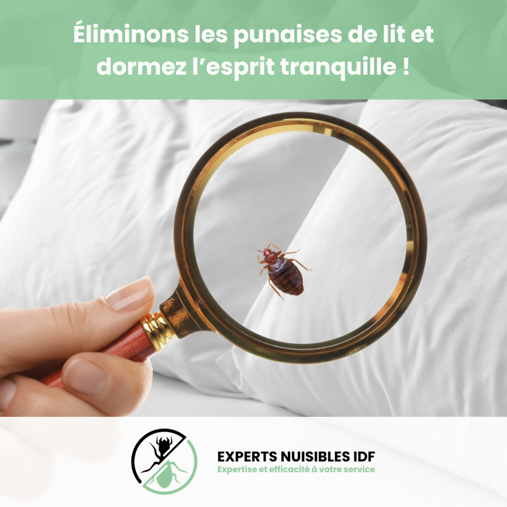 image punaises de lit