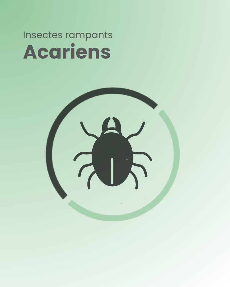 insectes rampants acariens