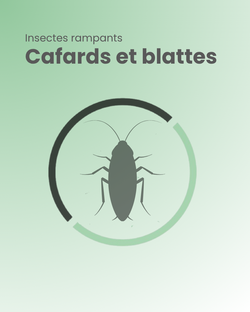 insectes rampants cafards et blattes