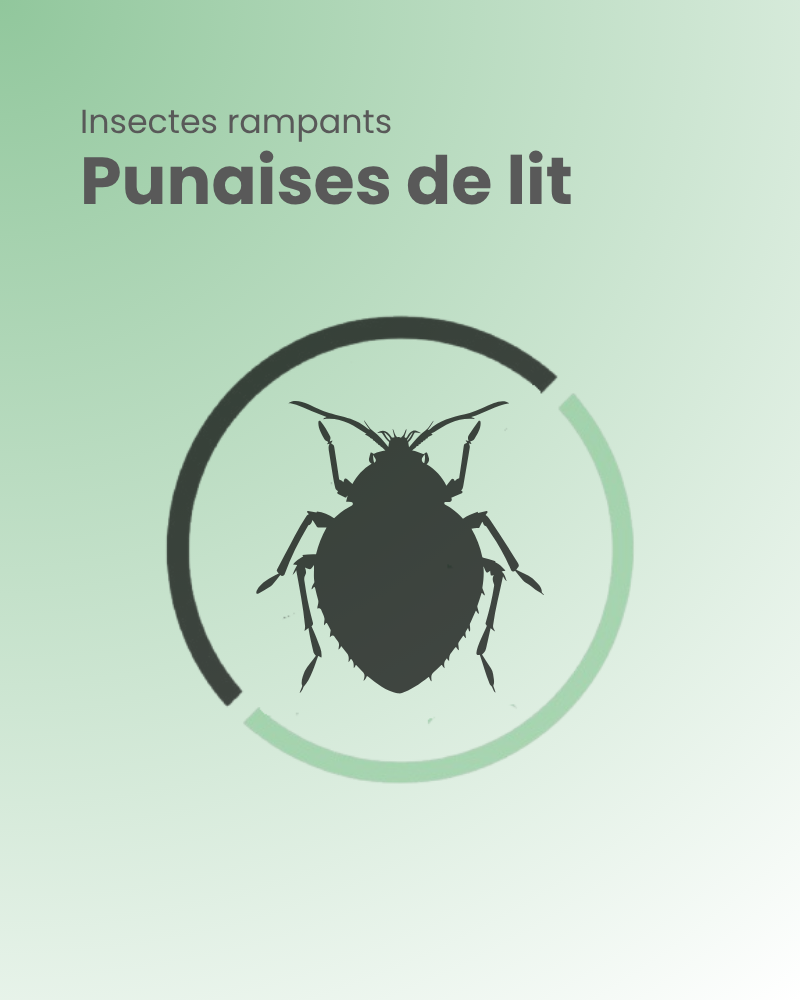 insectes rampants punaises de lit