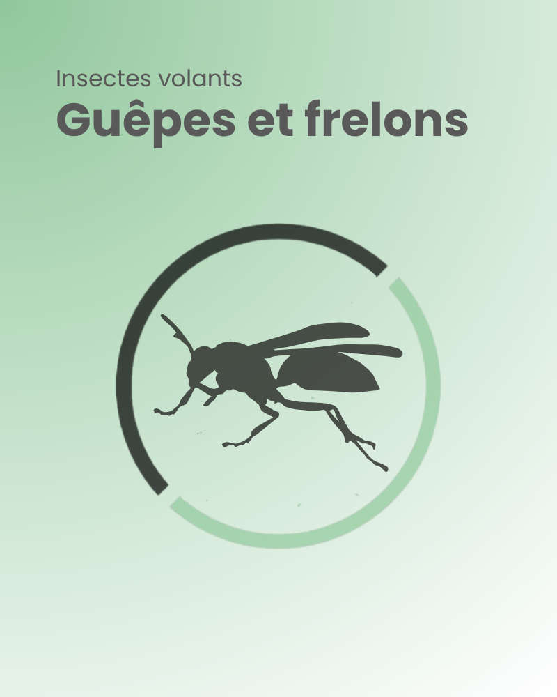 insectes volant guêpes et frelons
