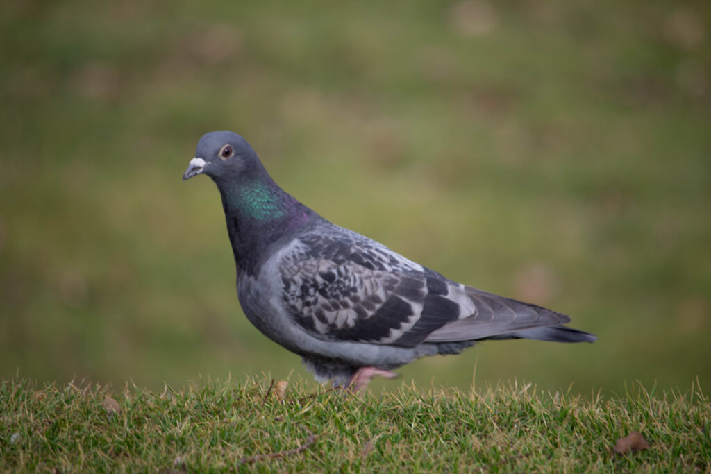 common pigeon on the ground, single bird wading in the park