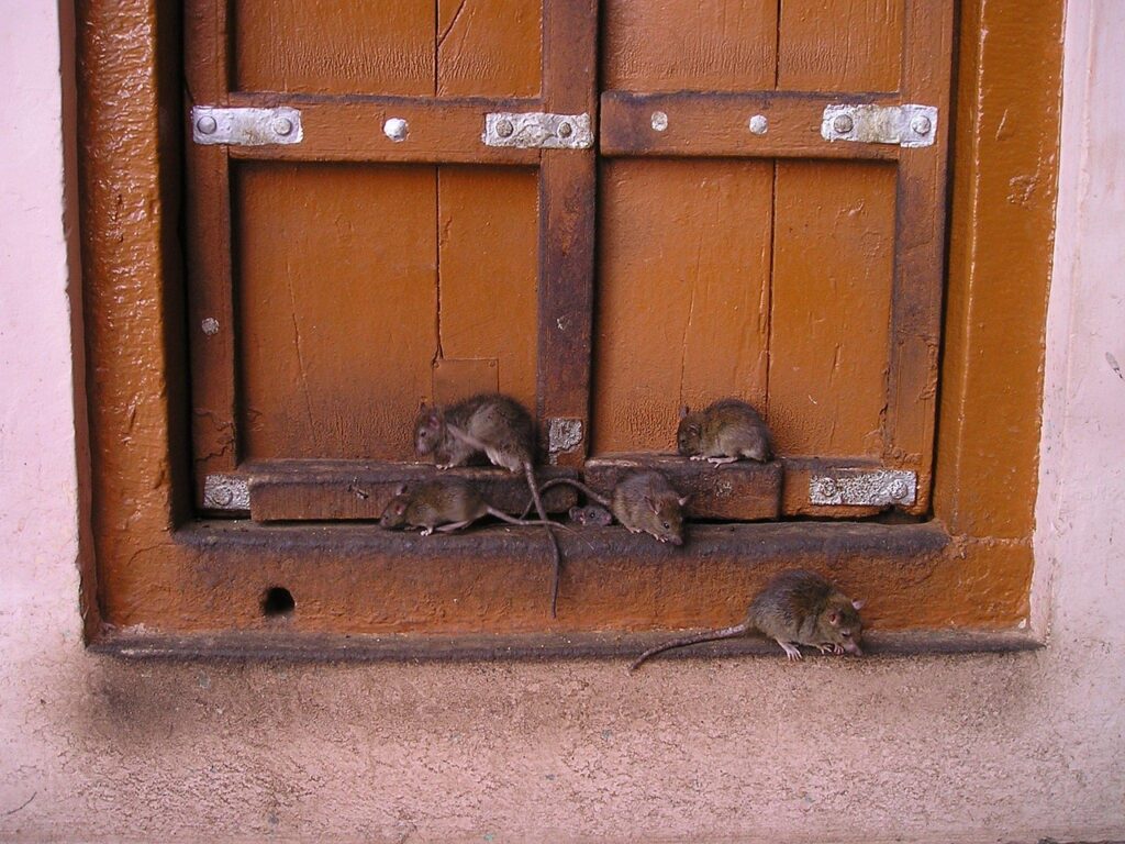 rats, india, rat temple, holy, rats, rats, rats, rats, rats