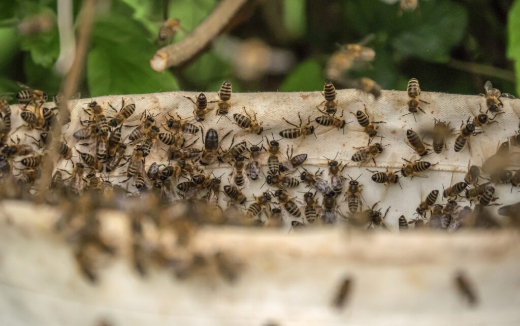 overhead shot of several bees on the hive