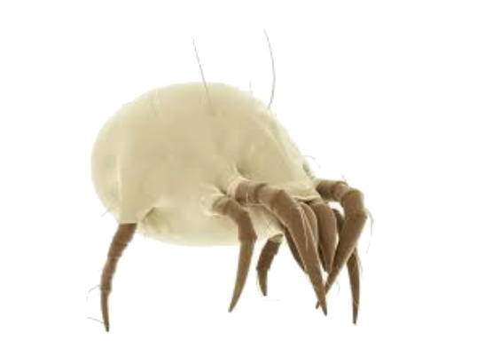 services d’extermination d'acariens en île de france experts nuisibles idf