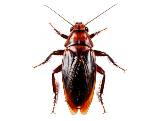 services d’extermination de cafards et blattes en île de france experts nuisibles idf