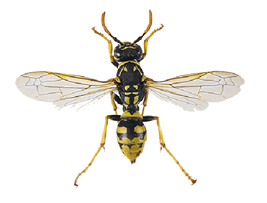 services d’extermination de guêpes et frelons en île de france experts nuisibles idf