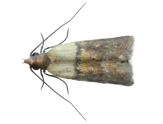 services d’extermination de mites alimentaires en île de france experts nuisibles idf