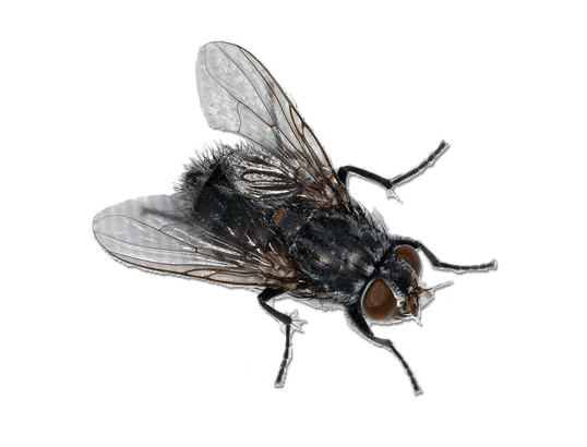 services d’extermination de mouches et moucherons en île de france experts nuisibles idf