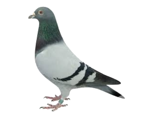 services d’extermination de piegeons en île de france experts nuisibles idf