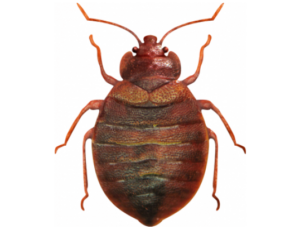 services d’extermination de punaises de lit en île de france experts nuisibles idf