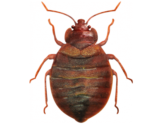 services d’extermination de punaises de lit en île de france experts nuisibles idf