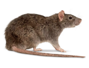 services d’extermination de rats et souris en île de france experts nuisibles idf