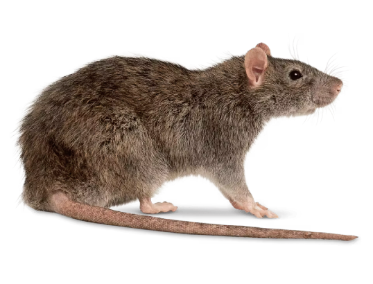 services d’extermination de rats et souris en île de france experts nuisibles idf