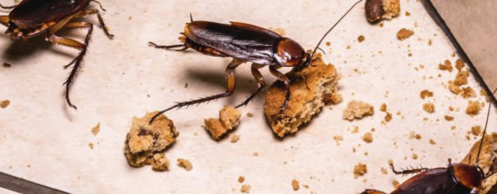 comment éliminer les cafards dans la maison ? experts nuisibles idf
